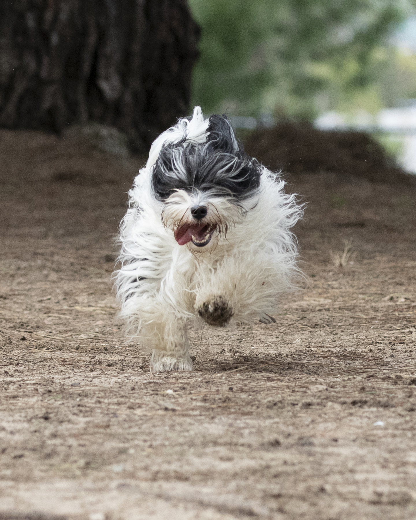 Pet Photography