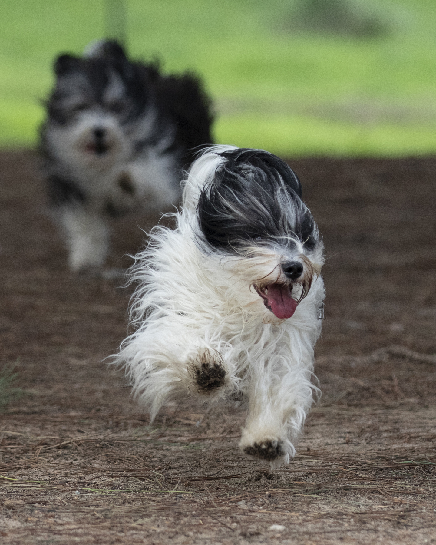 Pet Photography